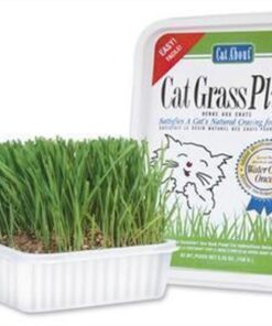 Cat-A'bout Multi-Cat CatGrass Plus Tub 150 grams by MiracleCorp/Gimborn 2